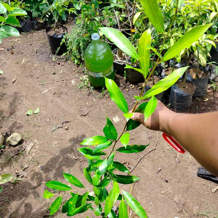 Ficus Ampelas Sulawesi daun lonjong rapat
