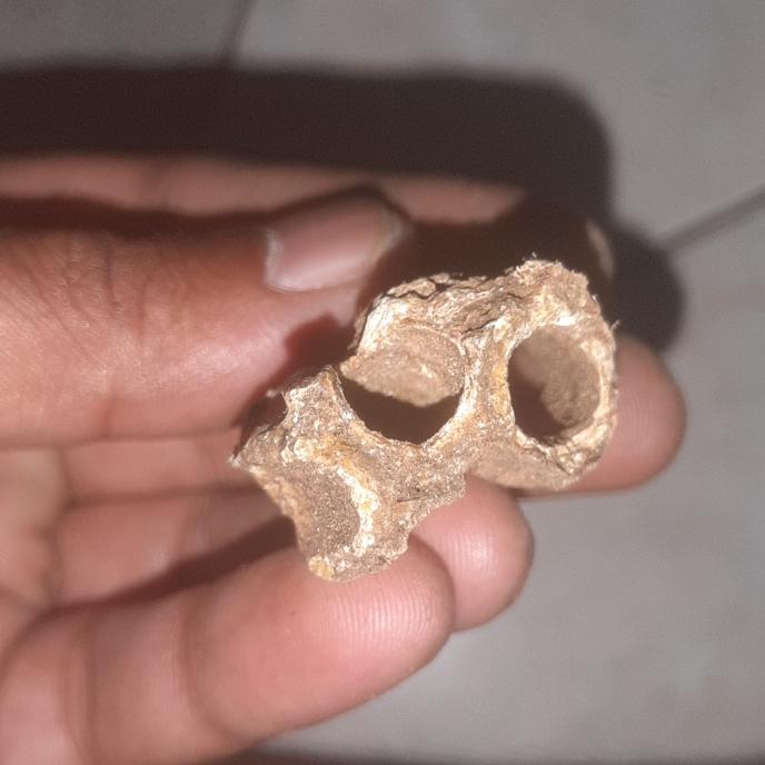 kayu ghru combong bnian