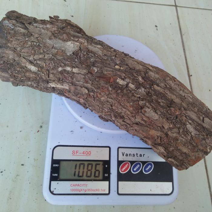 jual bahan kayu stigi laut kayu santeki asli