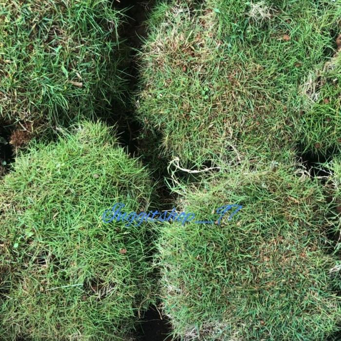 Rumput jepang / meter