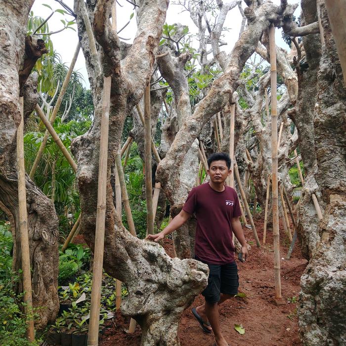 kamboja fosil
