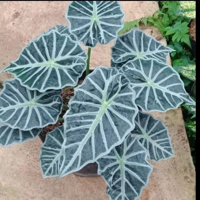 alokasia parasol tanaman