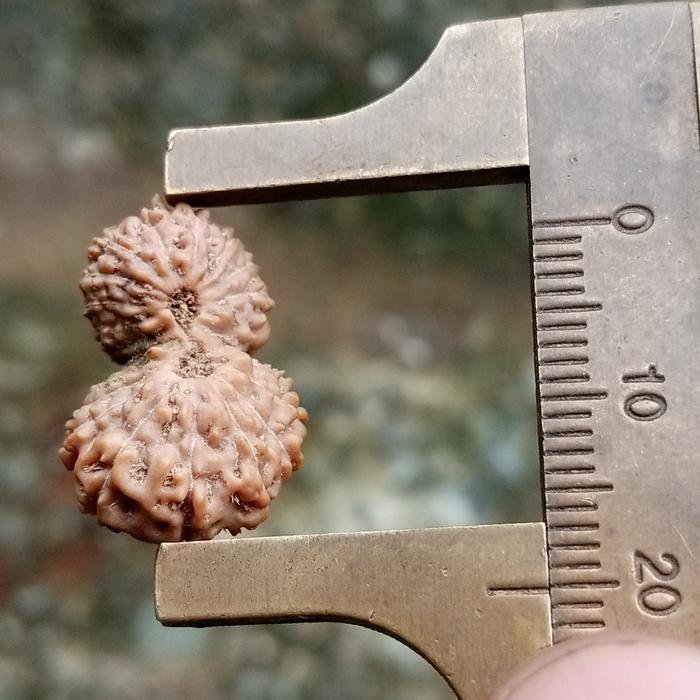 21 mukhi gauri sangkar