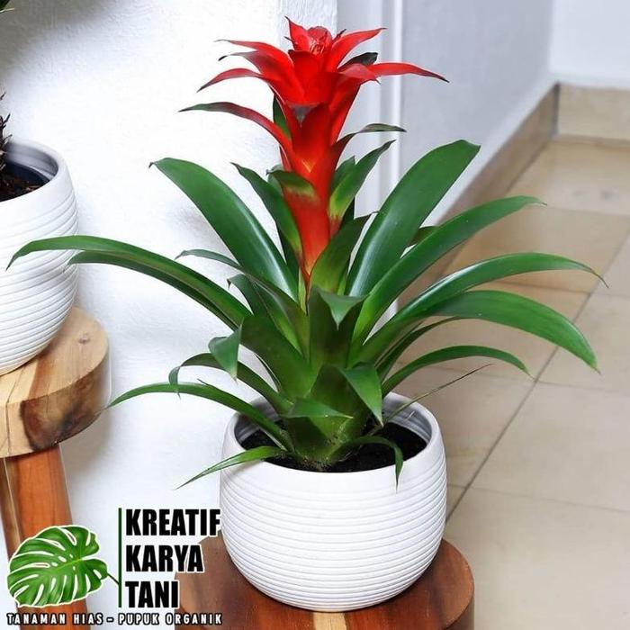 Bromelia gusmania - Bromelia guzmania - Bromelia