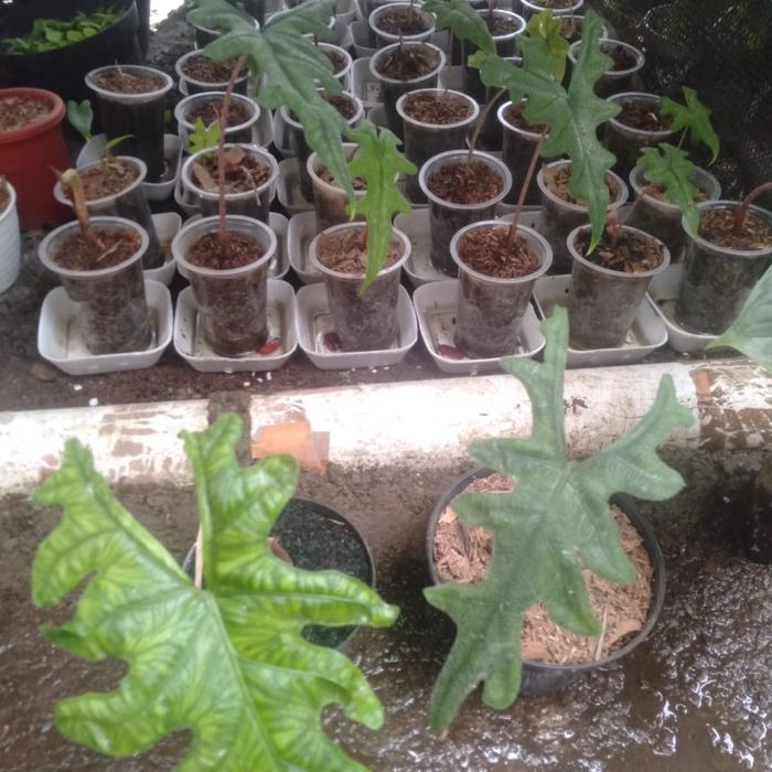 alocasia jacklyn