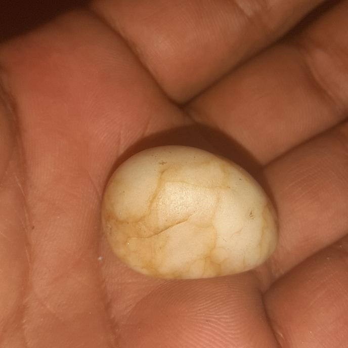 batu mustika mhkota rja ikan