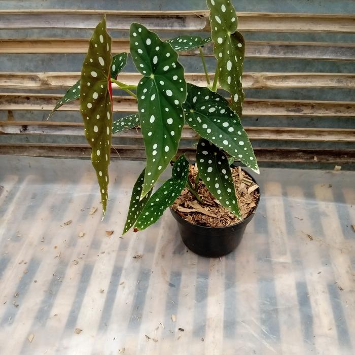 begonia polkadot.,.......