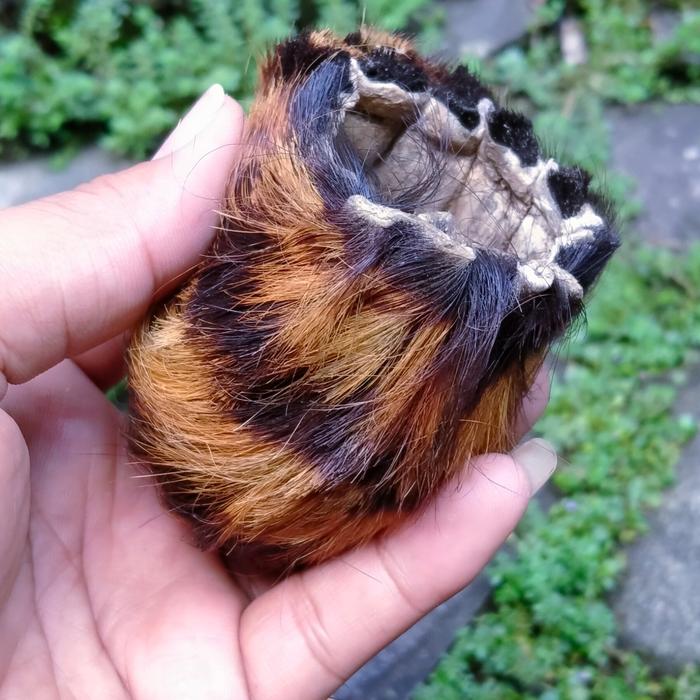 koleksi kantong maung asli kulit