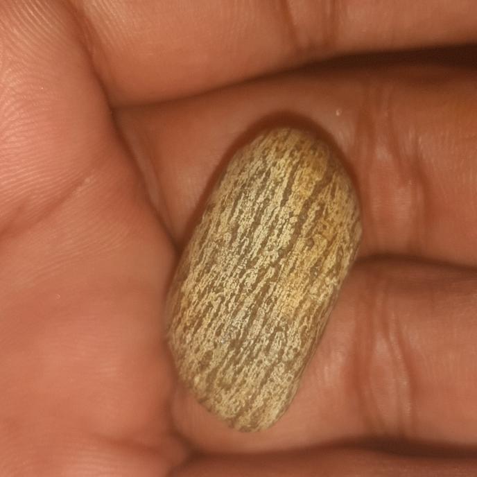 batu mustika kelor putih langka banget jos antik