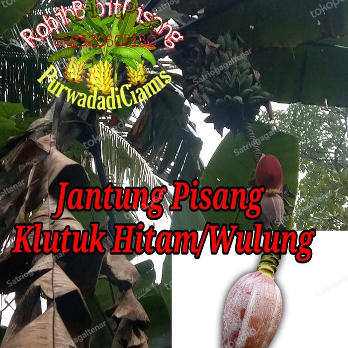 jantung pisang klutuk wulung (tanyakan dulu ketersediaan produk)