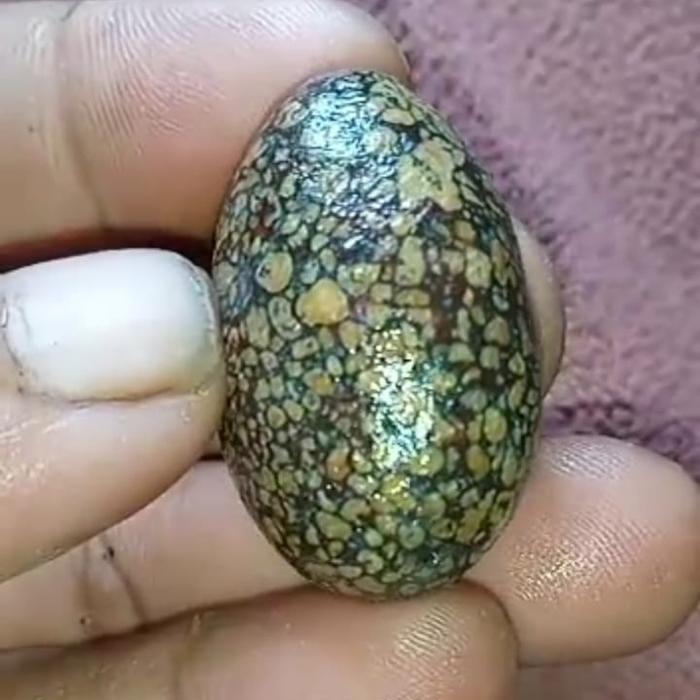 mustika kumoro macan
