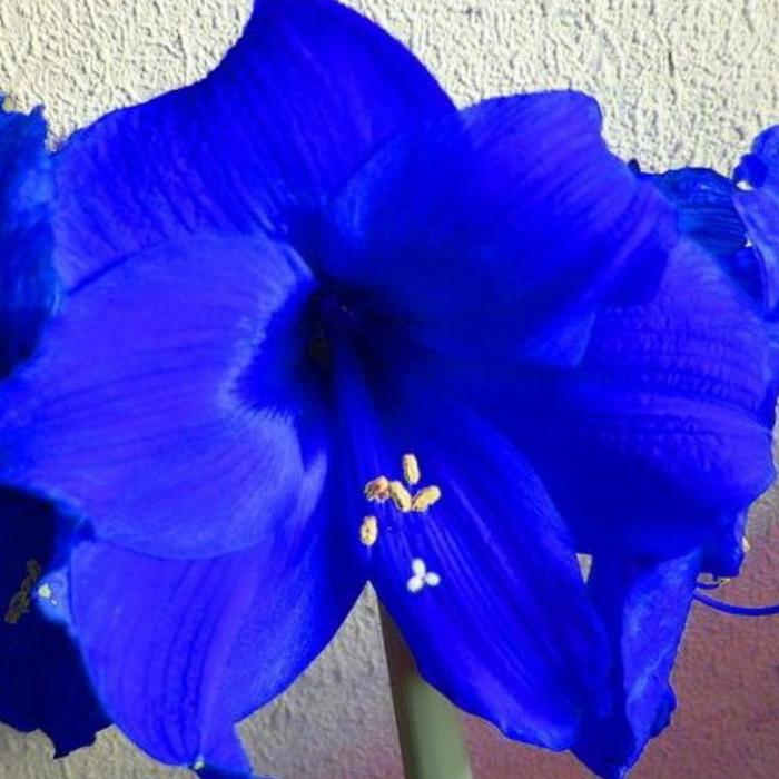 Tanaman hias amarilis bunga biru / Bunga amarilis / Pohon amarilis