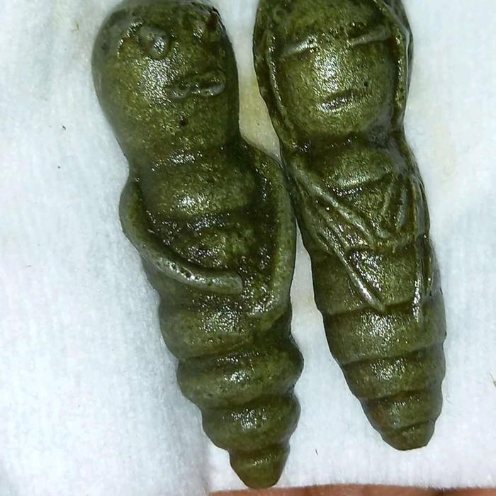 sepasang kepompong wesi kuning asli