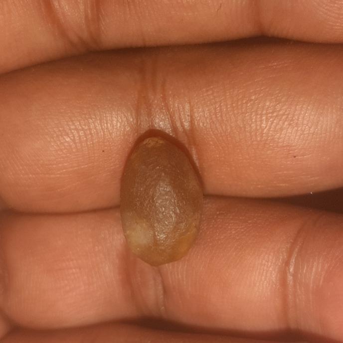batu ampal mustika ikan