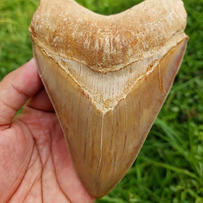 natural fosil gigi hiu megalodon batu