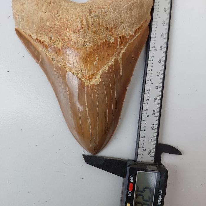 natural fosil gigi hiu megalodon cokelat