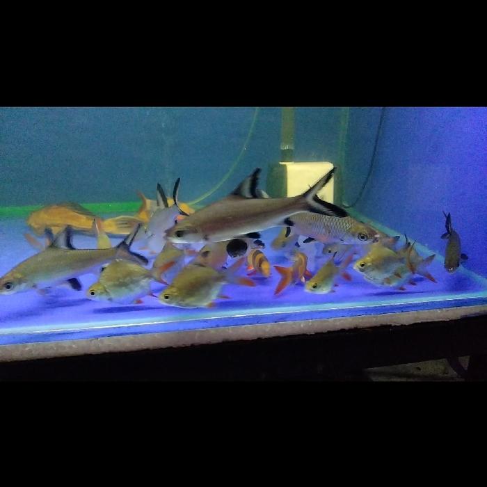 kaviat green short body king