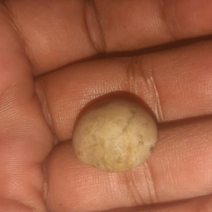 batu mustika buntek keong