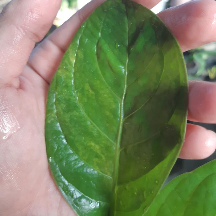 anthurium mangkok cut keke varigata ( cutke ) ORI. koleksian
