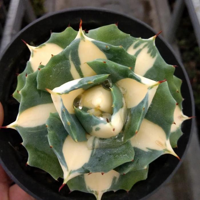 agave
