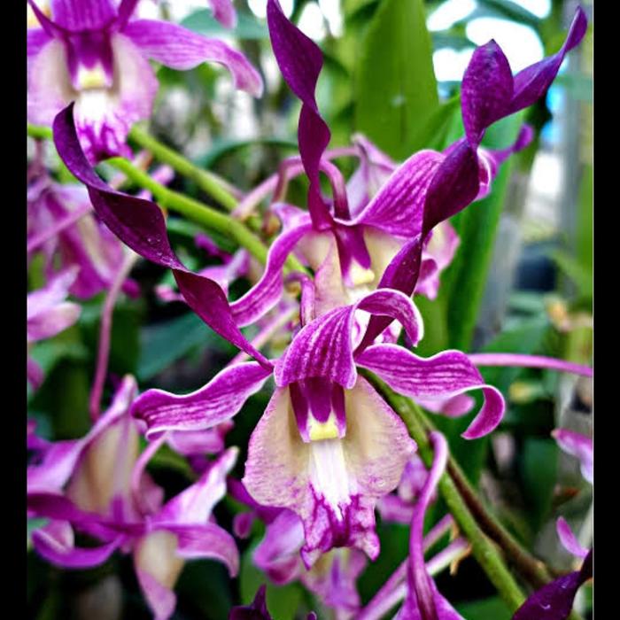 Dendrobium Najib Rosma