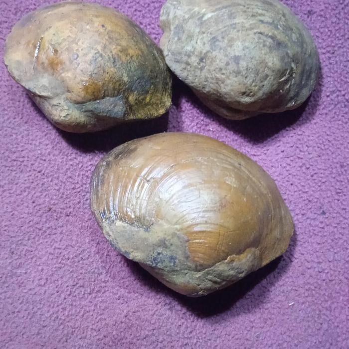 kijing fosil jumbo