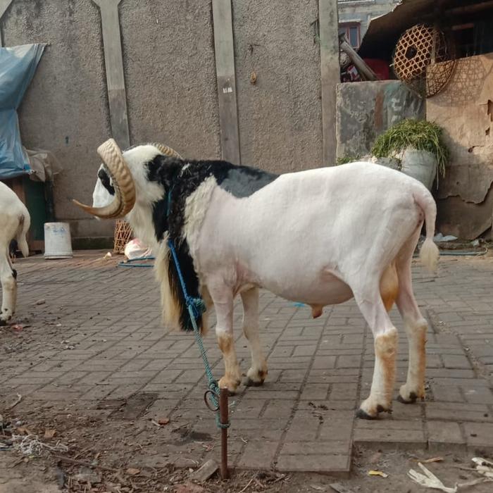 DOMBA/KAMBING QURBAN BOBOT 85-90KG FREE ONGKIR BANDUNG RAYA/CIMAHI