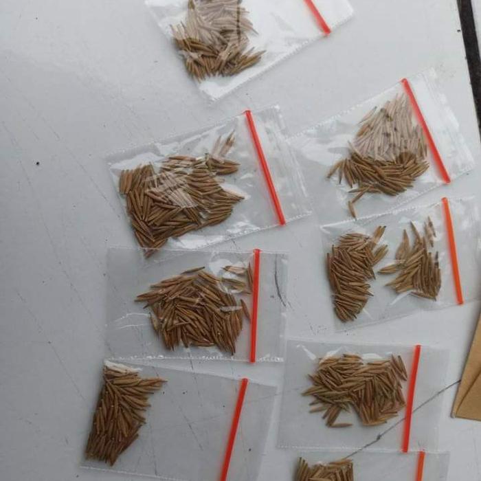 biji anting putri bonsai