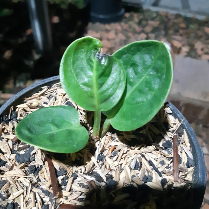 anthurium mangkok grandpa ( ori )