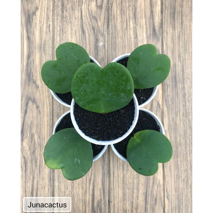 hoya kerrii