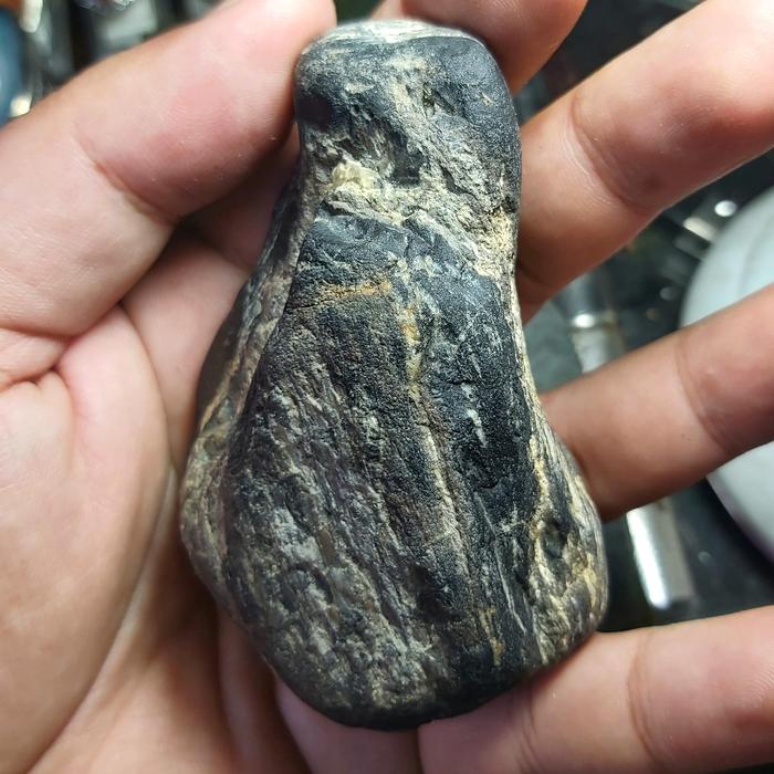 Fosil Kelor Hitam