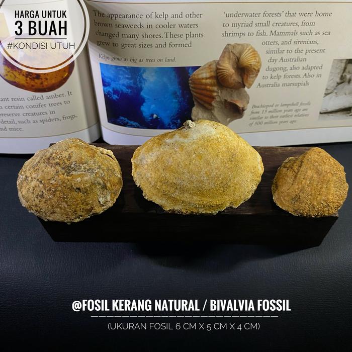 Fosil Kerang Natural A37 atau Fosil Bivalvia atau Fosil Kijing Alam