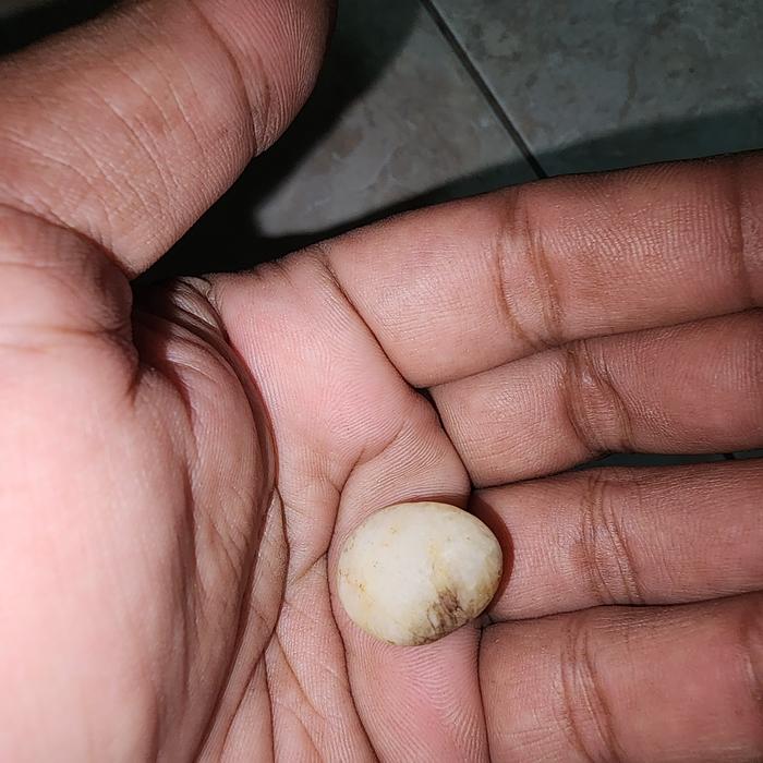 batu mustika unik dlm rebung bambu antik langka