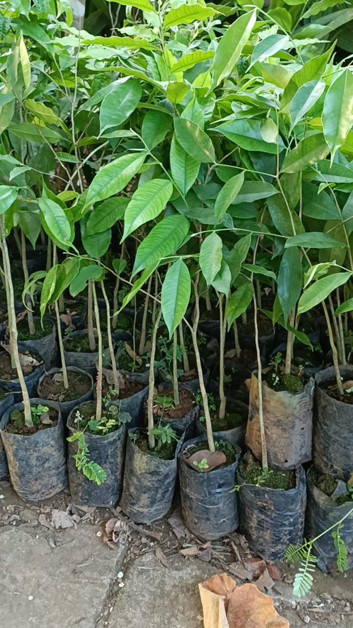 Bibit Gaharu Gaharu atau Aquilaria malaccensis hida bibit