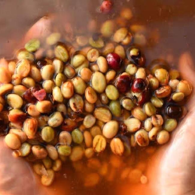 Colombia Rodrigo Sanchez Pink Bourbon Caturra 23 Green Beans
