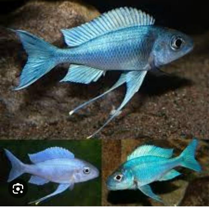 ventralis cichlid tangayika