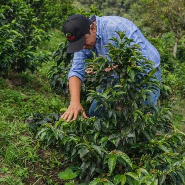 Colombia Rodrigo Sanchez Pina Colada Green Beans
