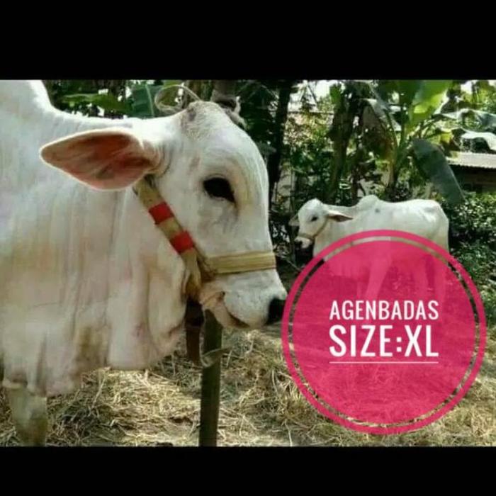 Head Halter,Tali Kepala Sapi,Penganti Keluh Tusuk,Cow Head Halter Size