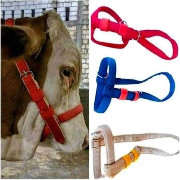 Kalung, Tali, Brangus Sapi/ Head Halter sapi