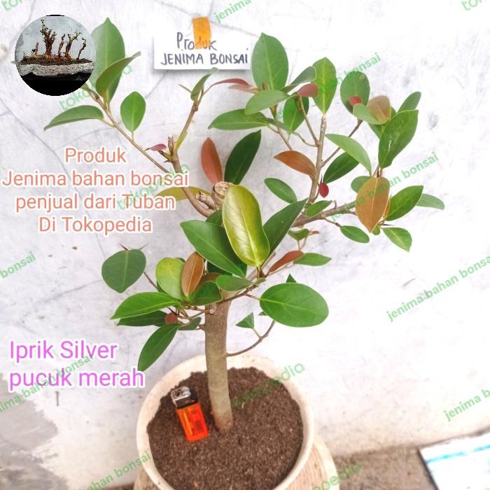Bahan bonsai iprik silver pucuk merah original