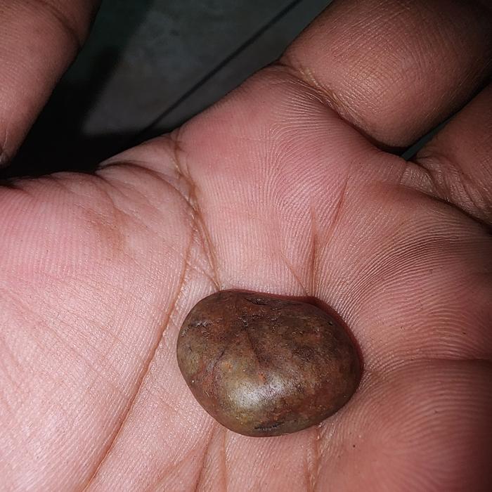 batu mustika super langka dlm perut ayam jago antik jos banget