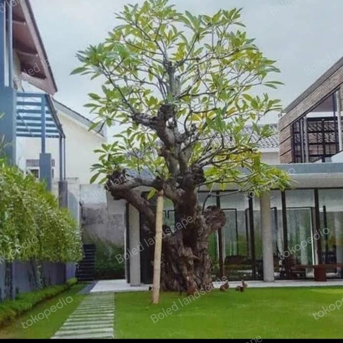 kamboja bali fosil