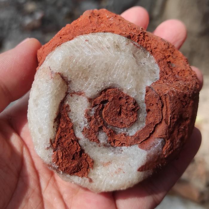 235GR Fosil Ammonite Timor Timur - Permian Whole Ammonite