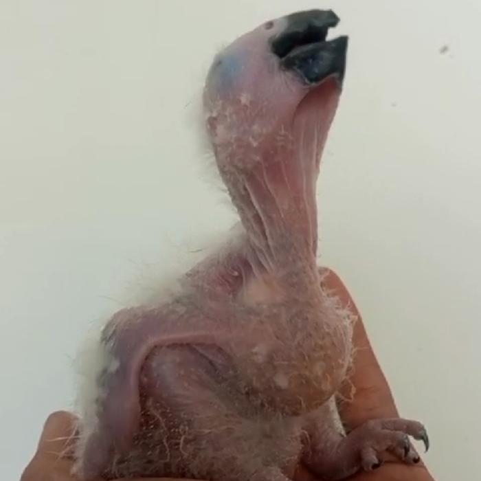 baby african grey order mrs provokaciia