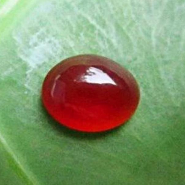 Bacan King Obi Merah size kantoran