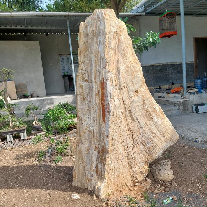 Dekorasi taman batu fosil kayu utuh petrified wood 250x130