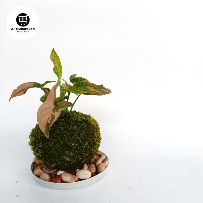 Mossball - Syngonium Pink Splash - w/ Gantungan