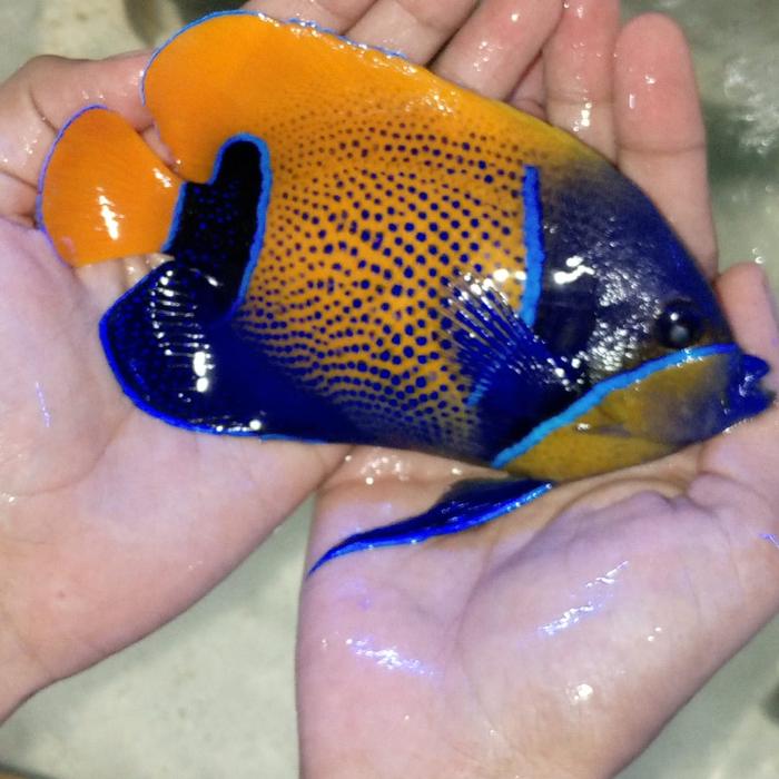ikan hias laut angel piyama L
