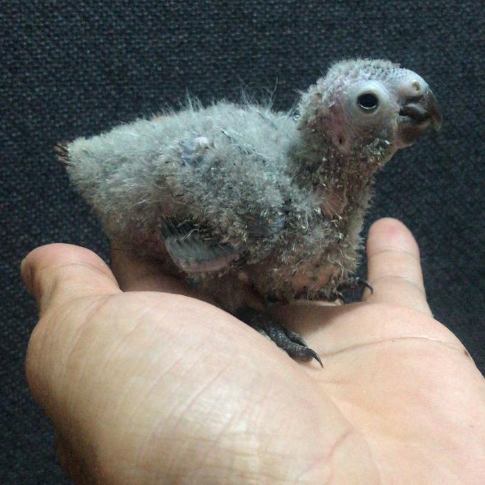 Baby gcc dan pinneaple conure