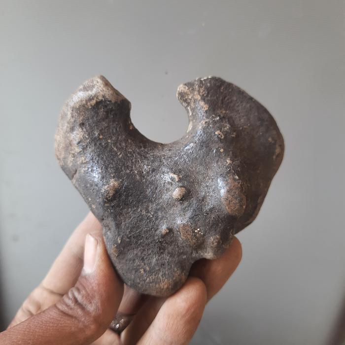 kepala banteng